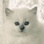 Sherelan