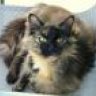 scrouffles